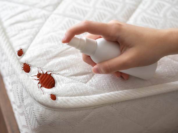 Best Bed Bug Extermination  in Nooksack, WA